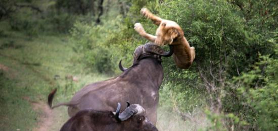 南非国家公园水牛将狮子抛出5米以外