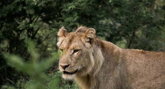 南非国家公园水牛将狮子抛出5米以外
