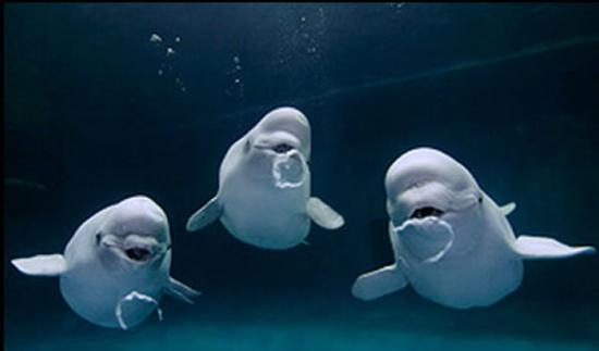 日本水族馆3只白鲸在水中表演一起点头、吐泡泡圈