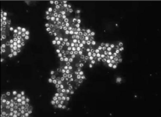 科学家发现由一种微生物形成的“活晶体”