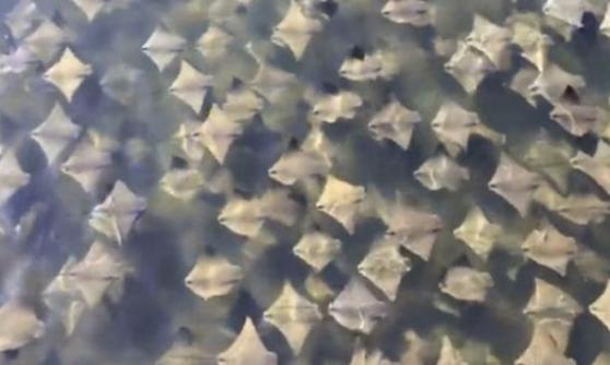 魔鬼鱼正在进行大迁徙，估计当时有逾一万条。