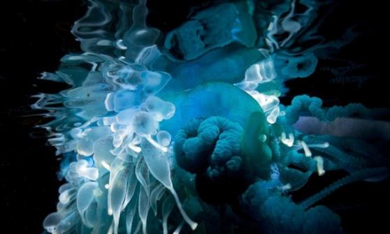 蓝瓶水母会以触须抓紧猎物，并释放毒液麻痹它们。