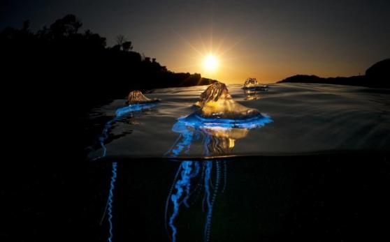 夕阳映照下的水母出现蓝黄2色