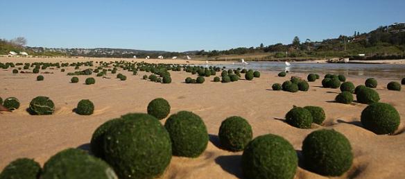 数百个神秘绿色小球貌似日本海藻球