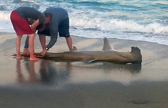 美国佛罗里达州举办合法捕鲨活动却玩死可怜双髻鲨
