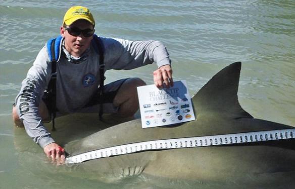 美国佛罗里达州举办合法捕鲨活动却玩死可怜双髻鲨