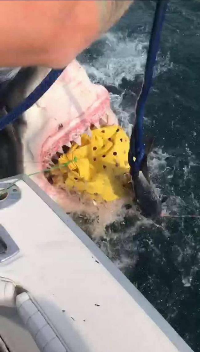 美国新泽西州男子在马纳斯宽湾钓鱼引来超级大白鲨