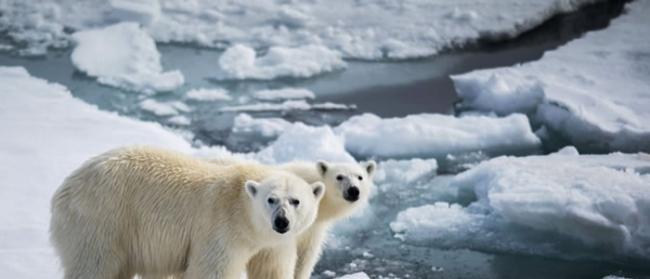 《科学》杂志：全球变暖使北极熊处于灭绝边缘