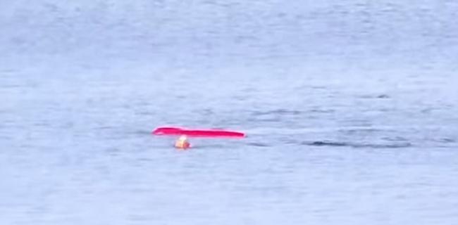 美国加州潜水员在蒙特利湾划独木舟时突遭大白鲨袭击