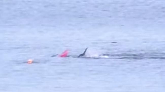 美国加州潜水员在蒙特利湾划独木舟时突遭大白鲨袭击