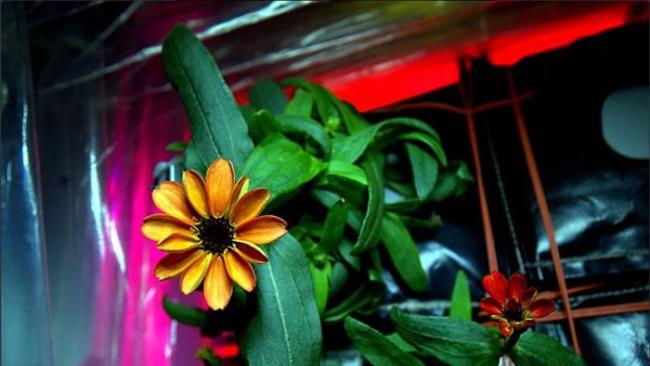 国际空间站成功种出太空中第一种开花植物――百日菊