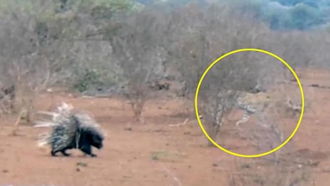 南非克鲁格国家公园花豹想要猎食2头豪猪 结果弄得一身刺