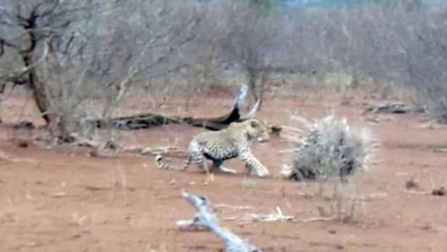 南非克鲁格国家公园花豹想要猎食2头豪猪 结果弄得一身刺
