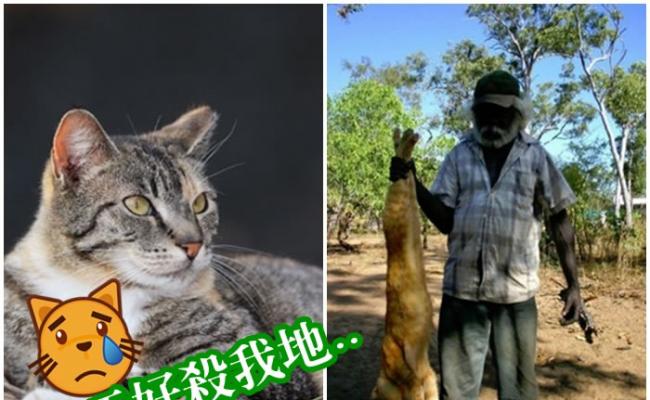 澳洲流浪猫为患，当局计划在2020年前扑杀200万只流浪猫。