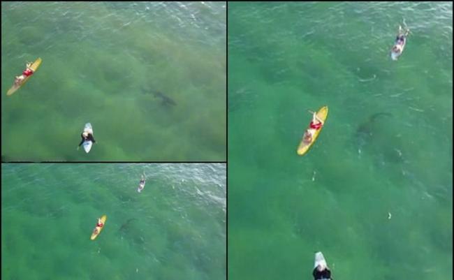 澳洲新南威尔士凯阿玛滑浪胜地大白鲨伺机吃人 航拍者发现通知解困