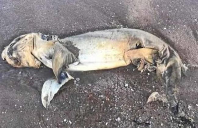 澳洲昆士兰耶蓬海滩发现神秘海洋生物尸体