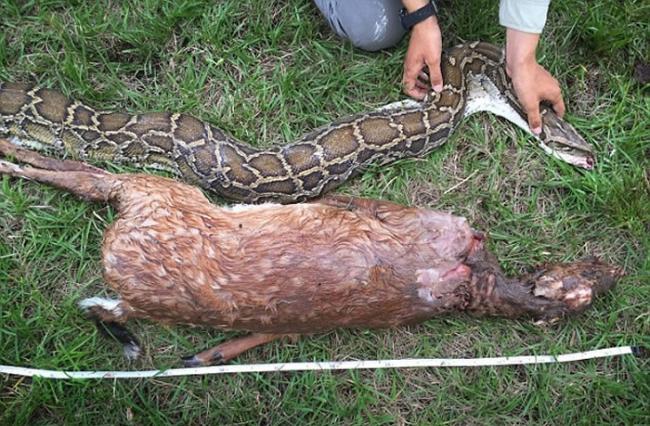美国佛罗里达州首次发现具有攻击性的缅甸巨蟒 吞下整只幼鹿