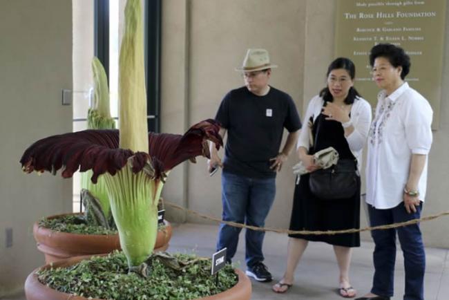 美国南加州杭廷顿图书馆一颗巨花魔芋（尸花）开始开花