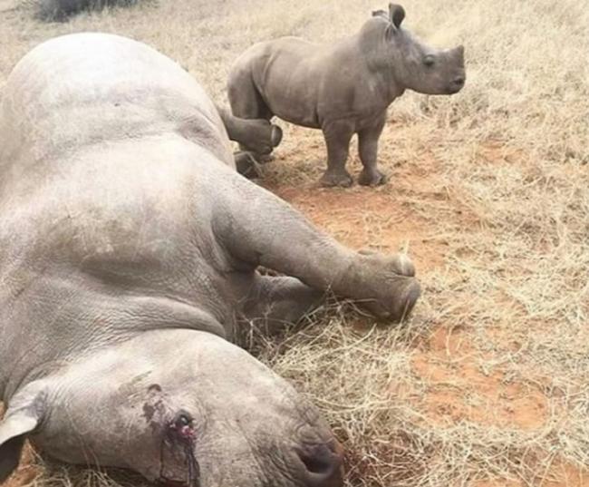 南非犀牛遭残杀取角 小犀牛无助站在母亲遗体旁