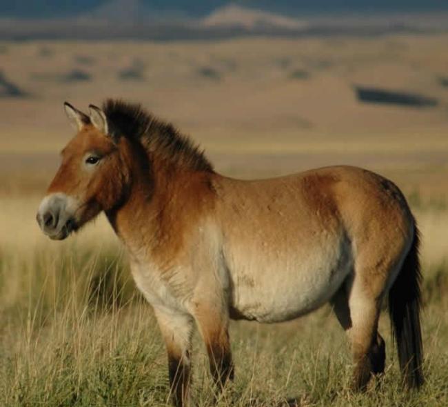 新的基因组研究显示波泰马并非当今驯化马的父系祖先