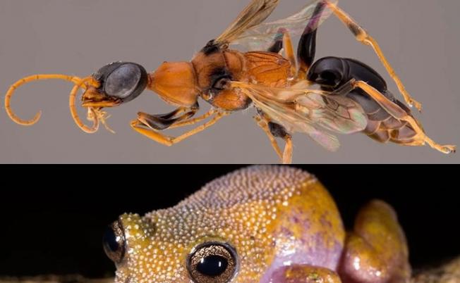 “催狂魔黄蜂”（上）可吸啜蟑螂，下图为变色青蛙。