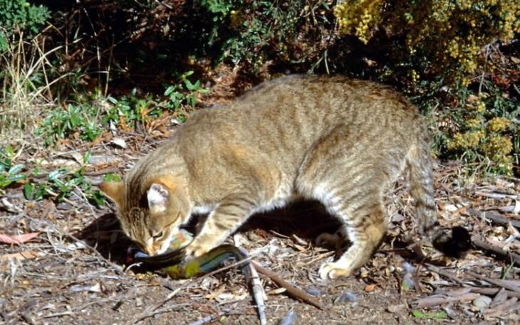 澳洲流浪猫捕食不少濒危物种
