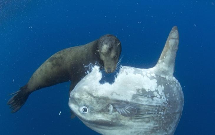 海狮将翻车鱼的一块肉咬走