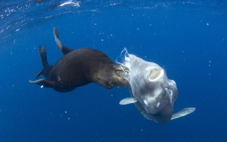 海狮无惧体型比自己大5倍的翻车鱼