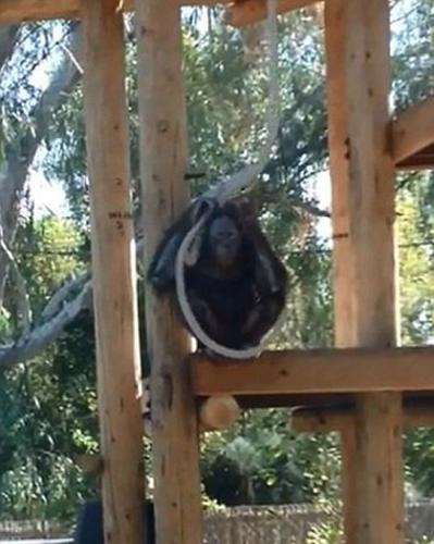 美国亚利桑那州的凤凰动物园黑猩猩假装上吊自杀吓坏游客