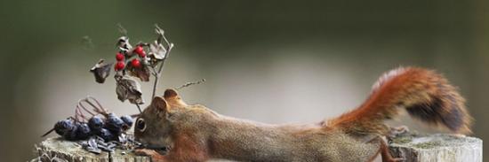 加拿大博伊文湖自然保护中心两只松鼠为争夺浆果大打出手