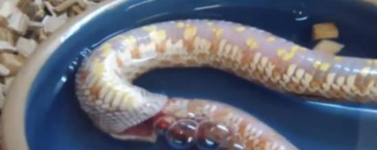 有专家估计该条蛇是生病了，才咬自己，但亦有网民相信它因饥饿，便咬掉自己的尾巴。