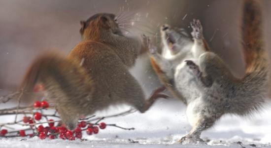 加拿大博伊文湖自然保护中心两只松鼠为争夺浆果大打出手