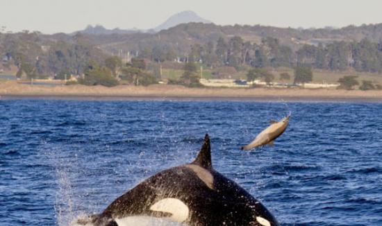 海豚被虎鲸抛出海面