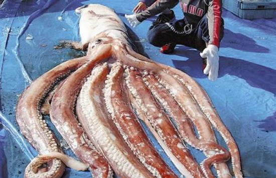 日本渔民捕获的7.6米长巨型鱿鱼