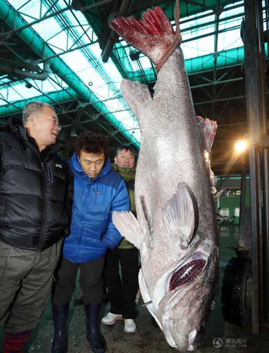 韩国渔民捕获体长170厘米的巨坚鳞鲈