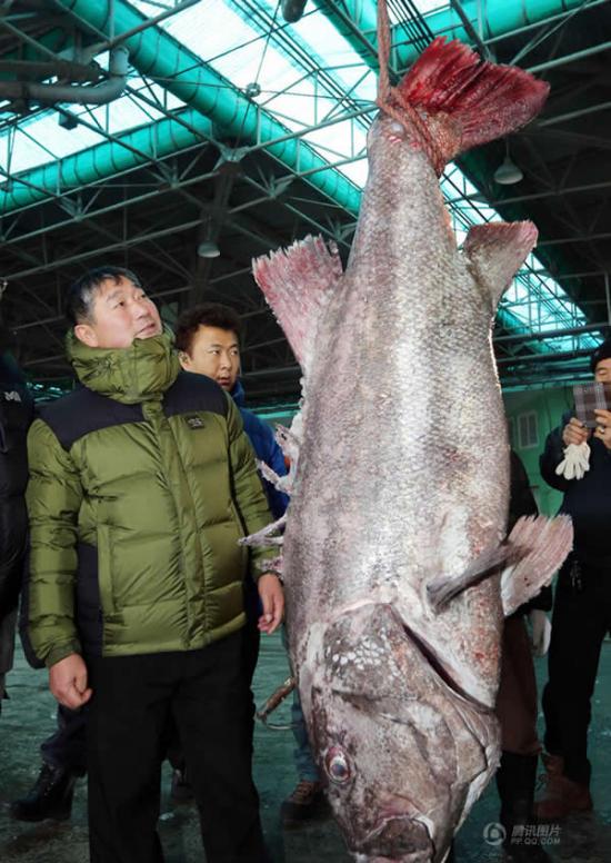 韩国渔民捕获体长170厘米的巨坚鳞鲈