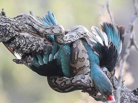 南非克鲁格国家公园巨蟒猎杀翠鸟