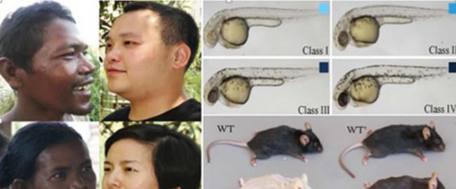 中国科学家发现东亚人群肤色变浅的分子机制