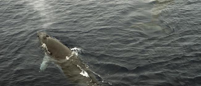 18米长鲸鱼在比利时北海岸De Kock度假区附近搁浅