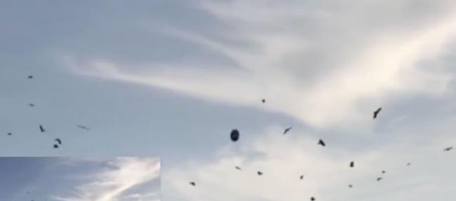 发现外星人？美国洛杉矶上空惊人一幕 几十只乌鸦围绕神秘物体盘旋嘶鸣