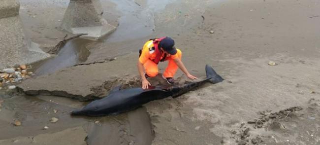 瓶鼻海豚疑被鲨鱼攻击搁浅台湾新屋沙滩死亡
