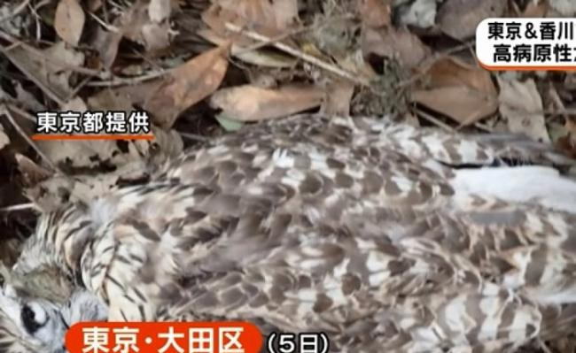 有居民在大田区发现苍鹰尸骸。