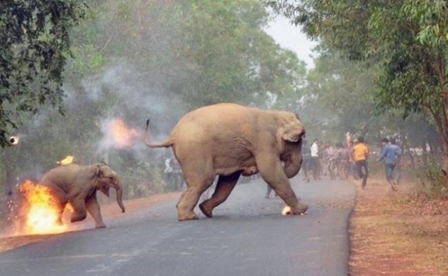 印度小象遭暴民火球掷中一刻 获《Sanctuary》杂志举办的摄影比赛冠军