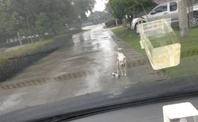 狗妈妈冒雨挡着车子。