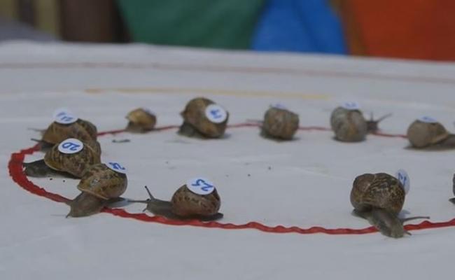 蜗牛赛跑世界锦标赛日前在英国诺福克郡举行。