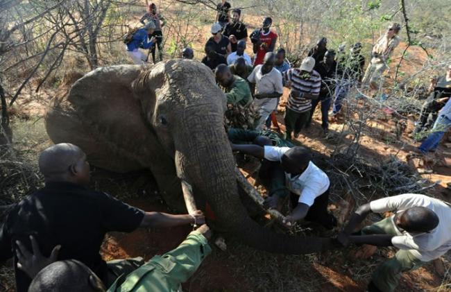 兽医队伍合力麻醉一只母象，并装上追踪器。