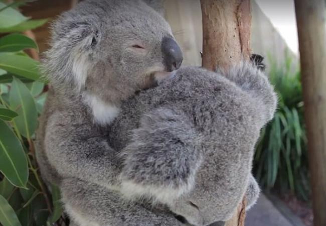 澳洲两只树熊相互拥抱入睡