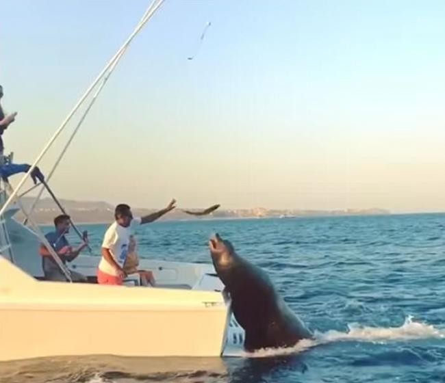 墨西哥海狮看到船上有大鱼跟着不肯离去