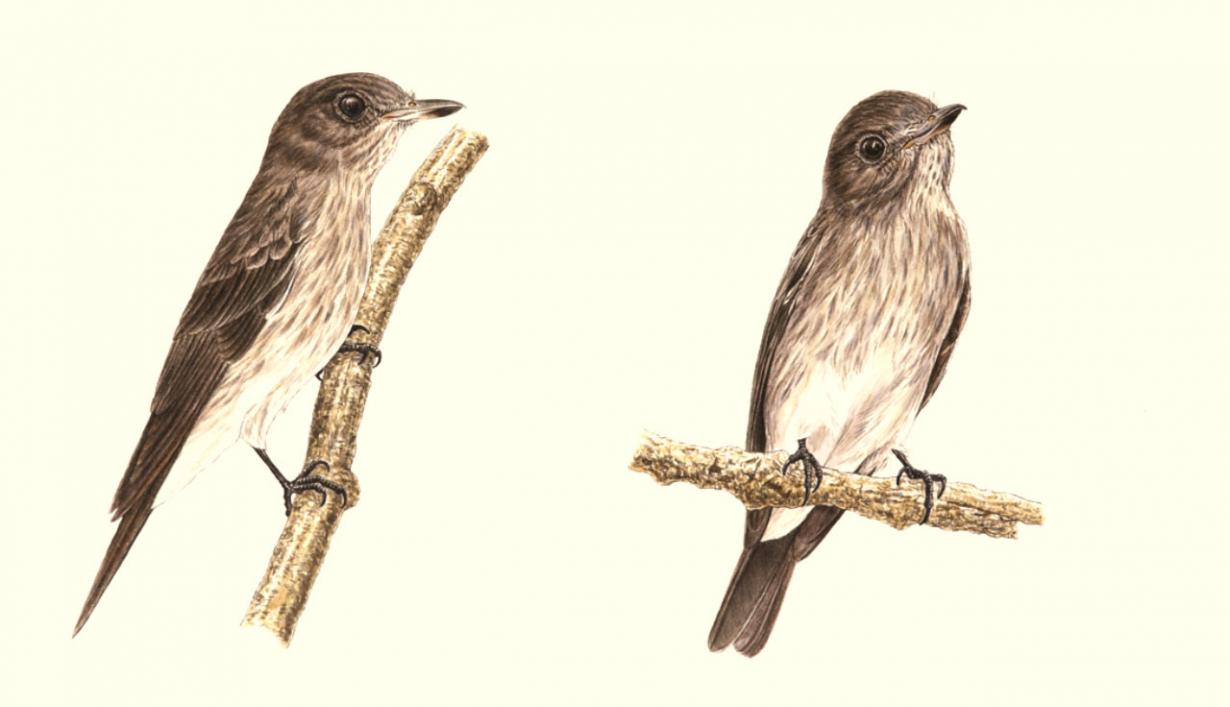 印尼东部岛屿苏拉威西发现新品种鸟类“苏拉威西鸟”