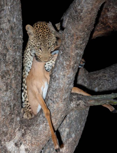 南非萨比沙禁猎区狮子上树抢食花豹盘中餐